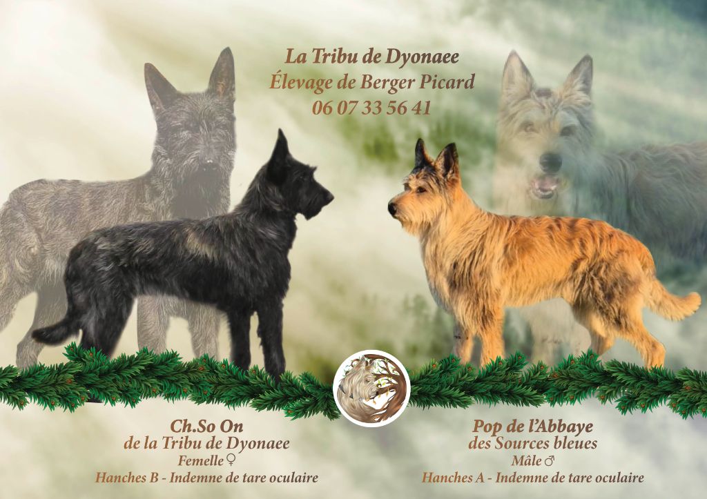 De La Tribu De Dyonaee - Chiot disponible  - Berger de Picardie