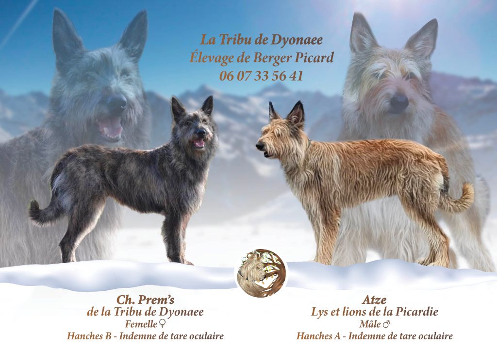 De La Tribu De Dyonaee - Chiot disponible  - Berger de Picardie