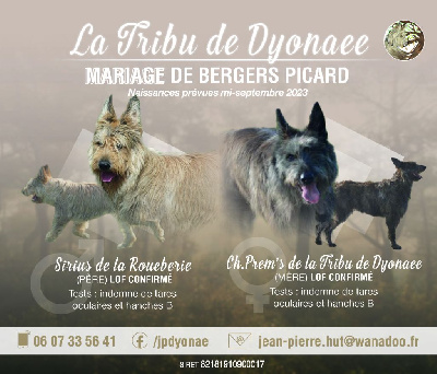 De La Tribu De Dyonaee - Berger de Picardie - Portée née le 11/09/2023