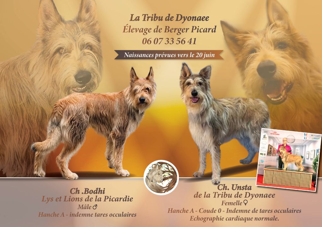Des Picardous sont disponibles ...