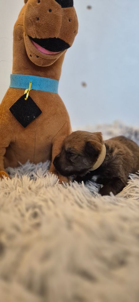 De La Tribu De Dyonaee - Chiots disponibles - Berger de Picardie