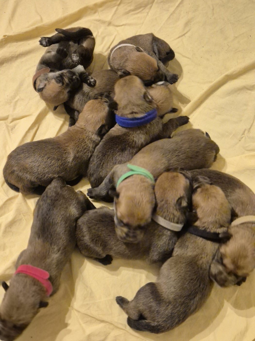 Chiot Berger de Picardie De La Tribu De Dyonaee