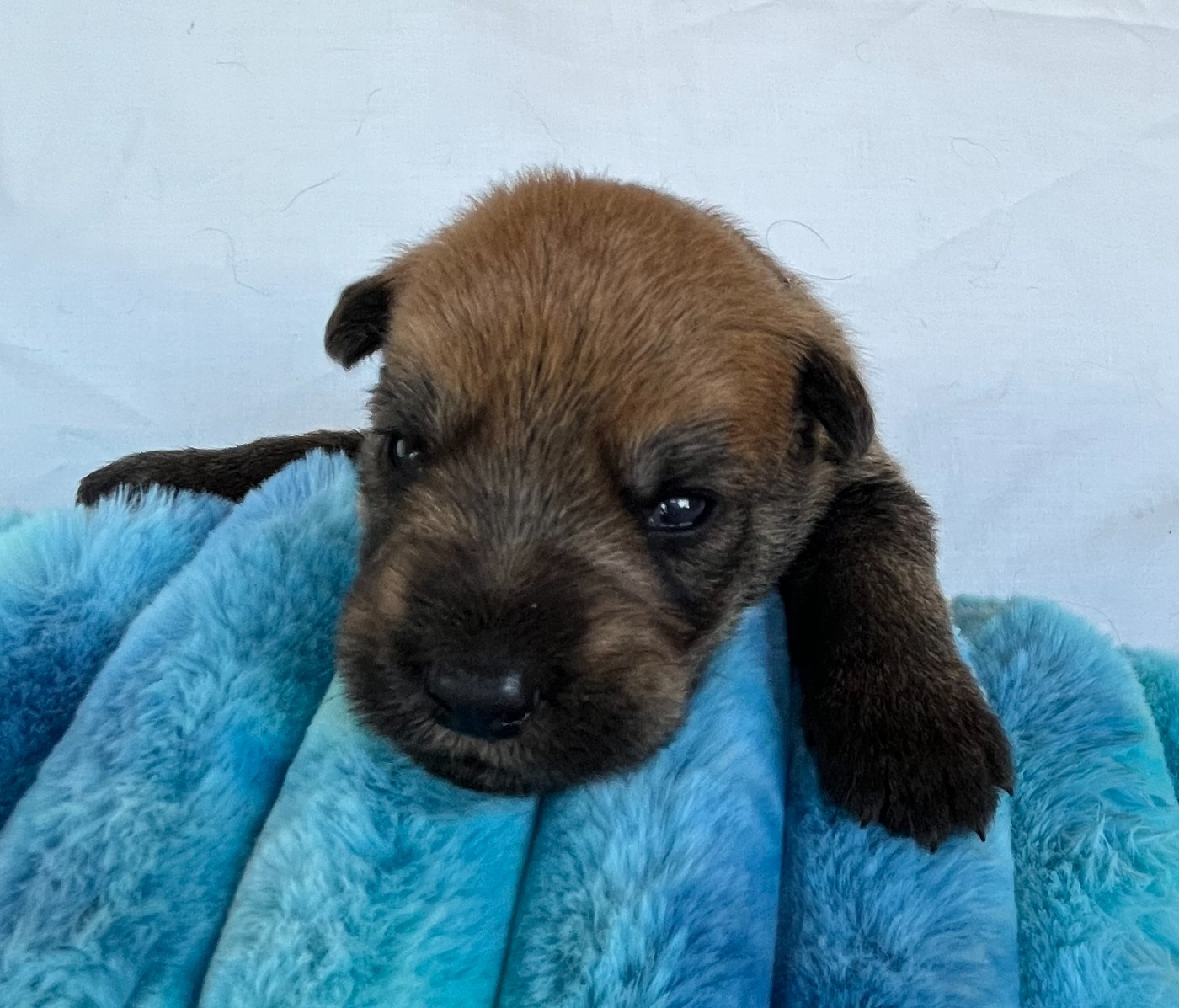 De La Tribu De Dyonaee - Chiots disponibles - Berger de Picardie