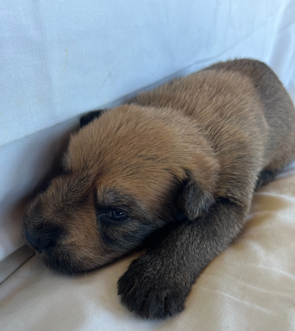 De La Tribu De Dyonaee - Chiots disponibles - Berger de Picardie