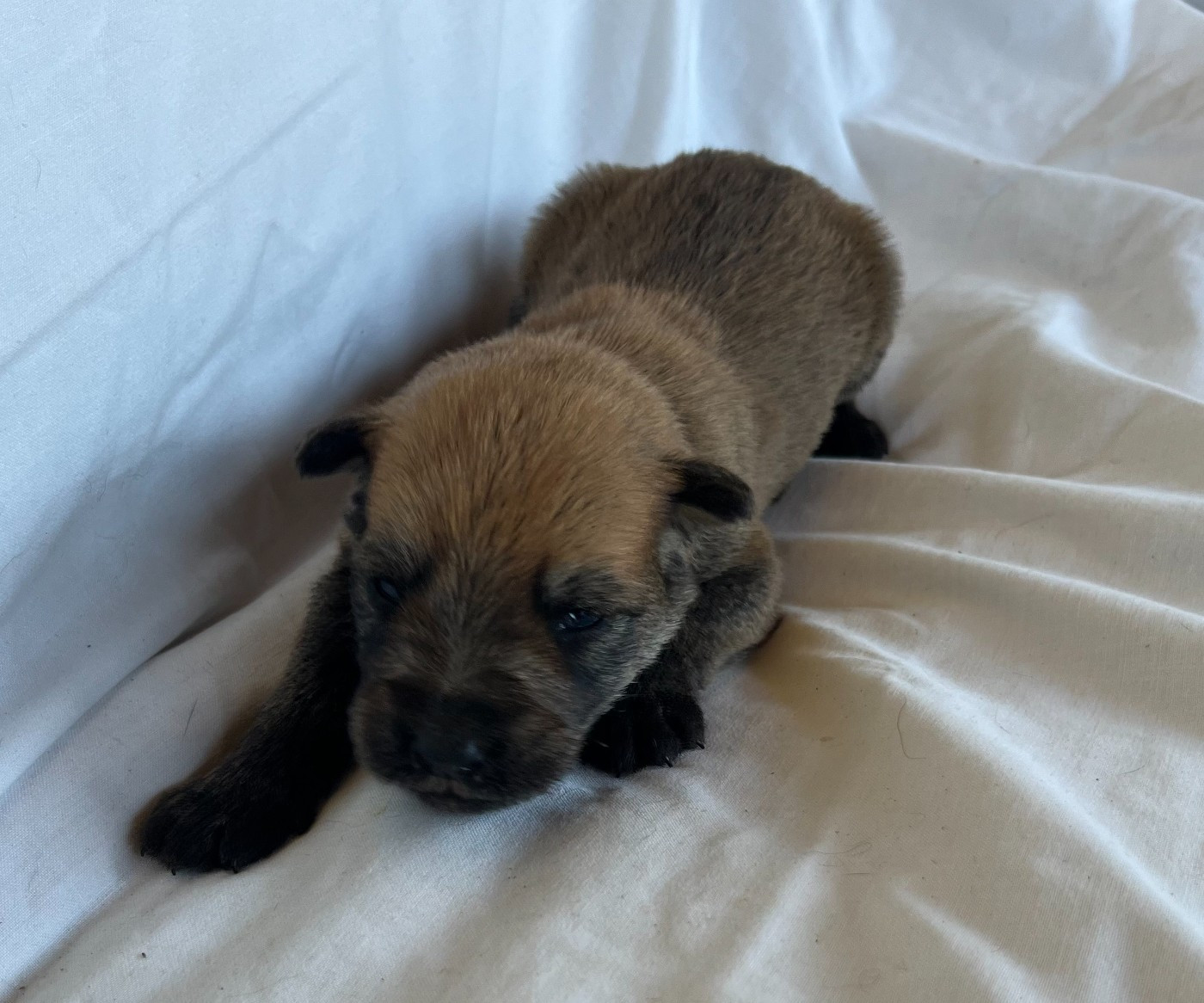 De La Tribu De Dyonaee - Chiots disponibles - Berger de Picardie