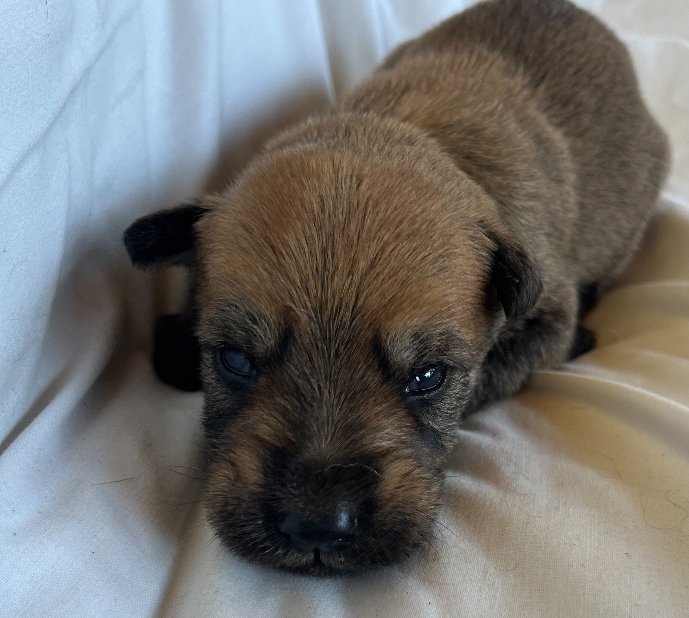 De La Tribu De Dyonaee - Chiots disponibles - Berger de Picardie