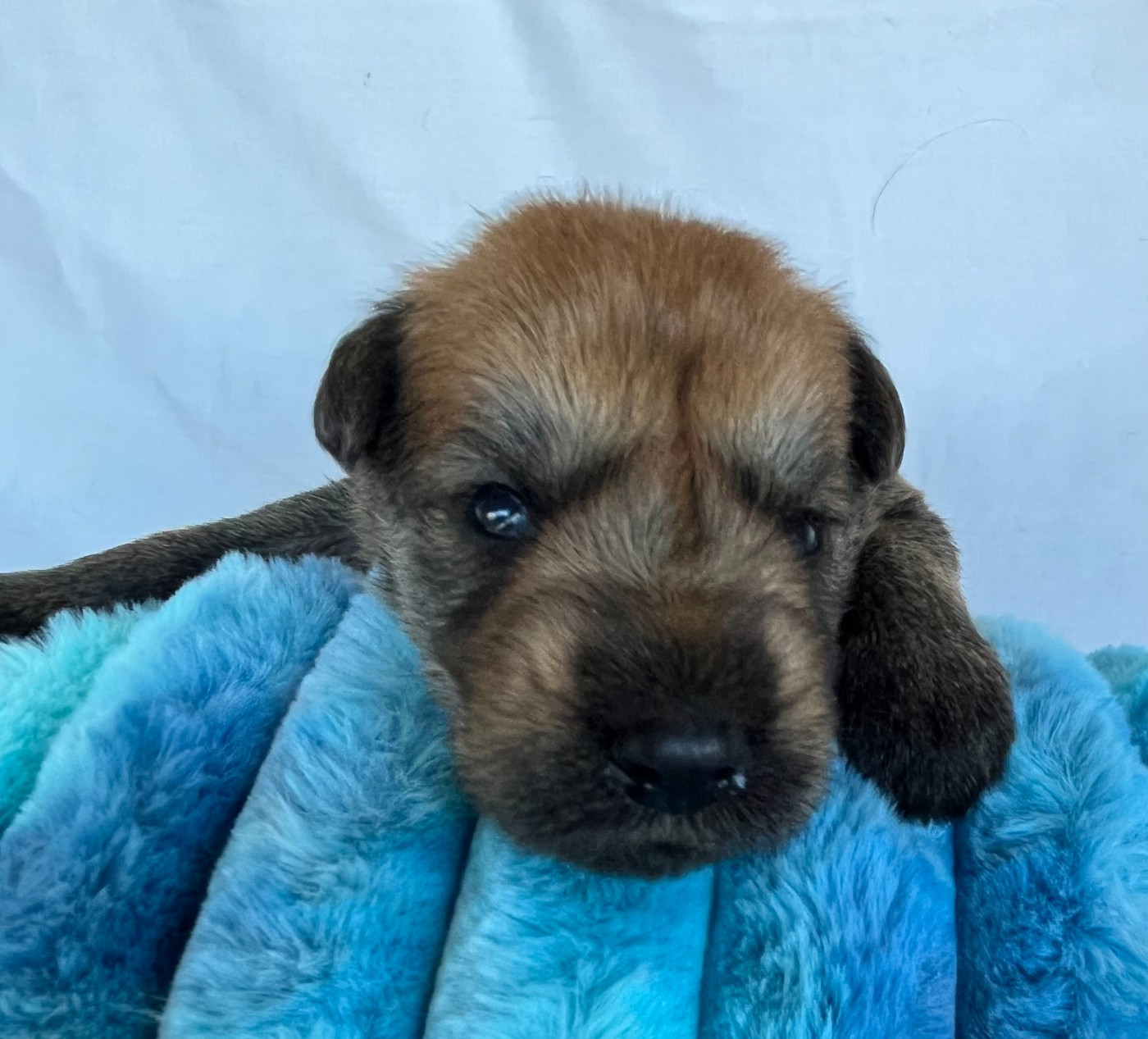 De La Tribu De Dyonaee - Chiots disponibles - Berger de Picardie