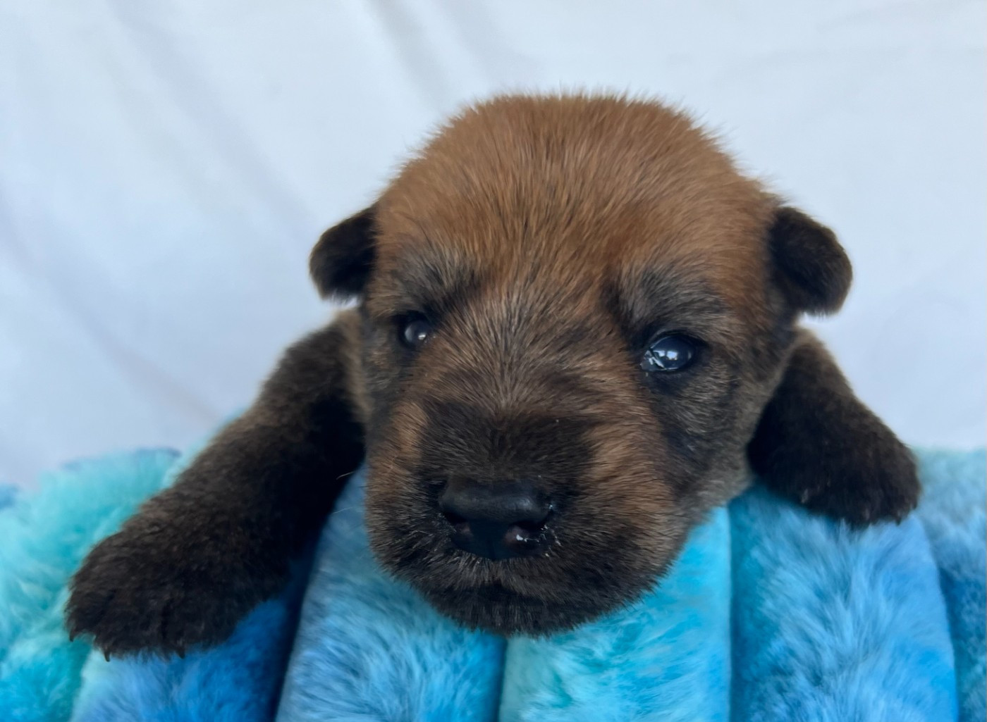 De La Tribu De Dyonaee - Chiots disponibles - Berger de Picardie