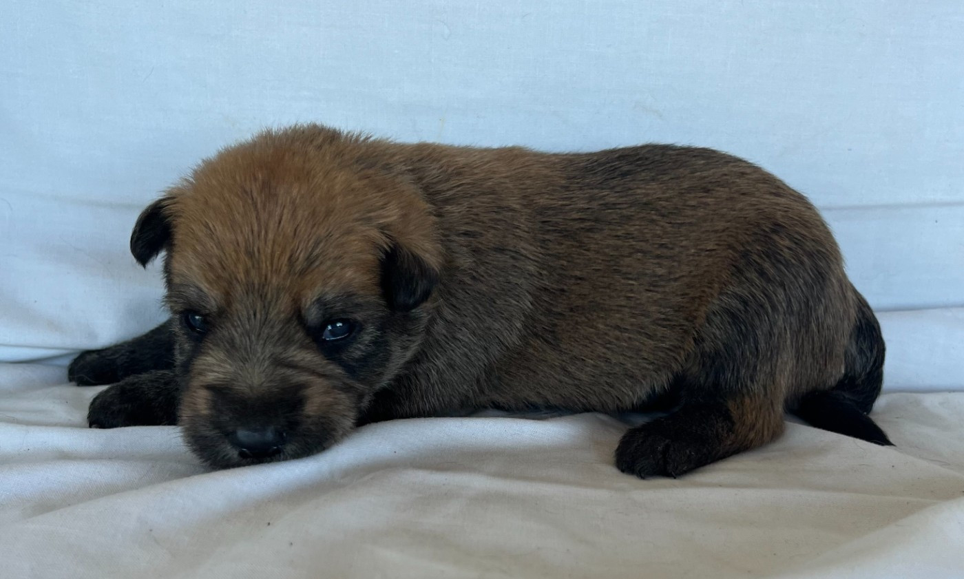 De La Tribu De Dyonaee - Chiots disponibles - Berger de Picardie