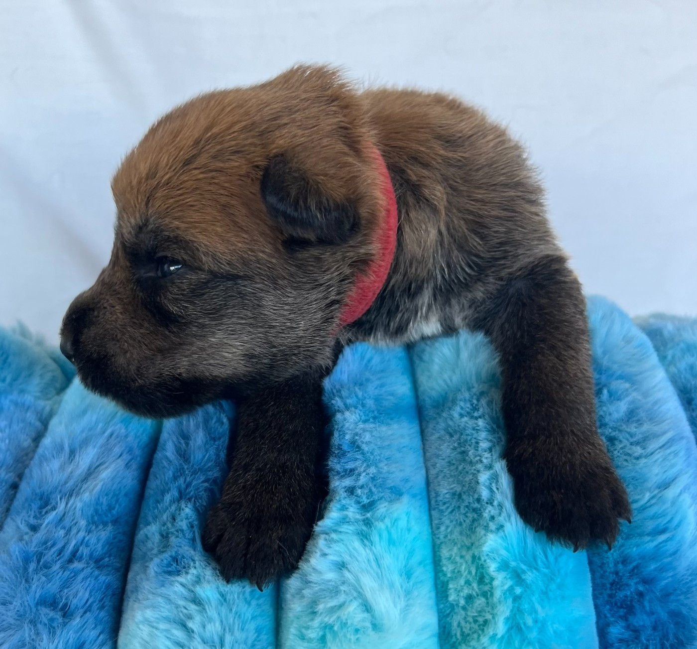 De La Tribu De Dyonaee - Chiots disponibles - Berger de Picardie