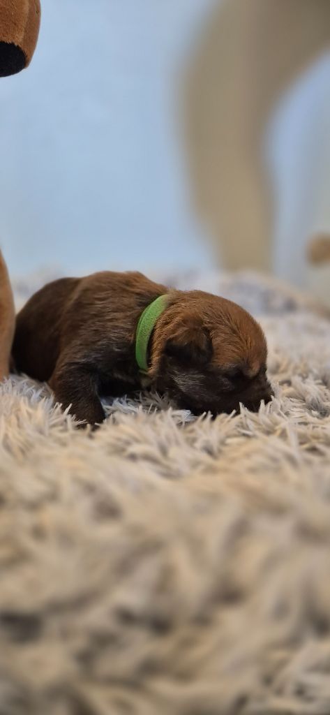 De La Tribu De Dyonaee - Chiots disponibles - Berger de Picardie