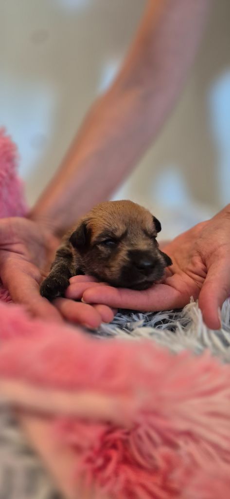 De La Tribu De Dyonaee - Chiots disponibles - Berger de Picardie