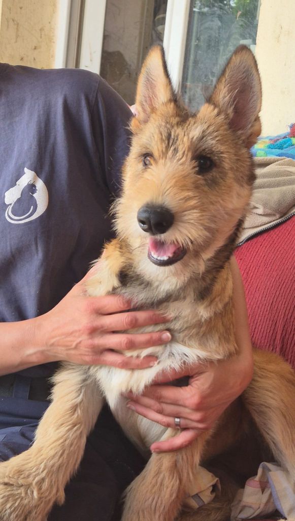 De La Tribu De Dyonaee - Chiots disponibles - Berger de Picardie