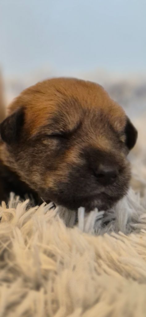 De La Tribu De Dyonaee - Chiots disponibles - Berger de Picardie