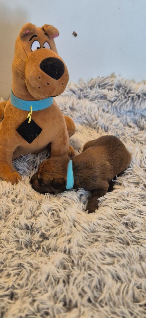 De La Tribu De Dyonaee - Chiots disponibles - Berger de Picardie