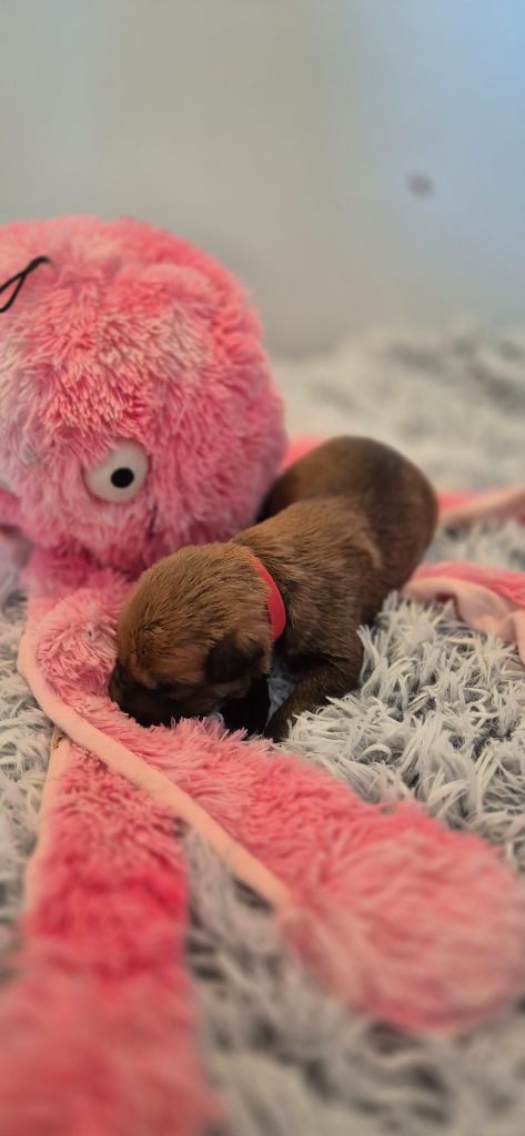 De La Tribu De Dyonaee - Chiots disponibles - Berger de Picardie