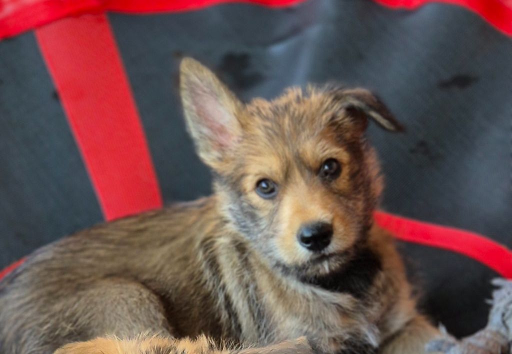 De La Tribu De Dyonaee - Chiots disponibles - Berger de Picardie