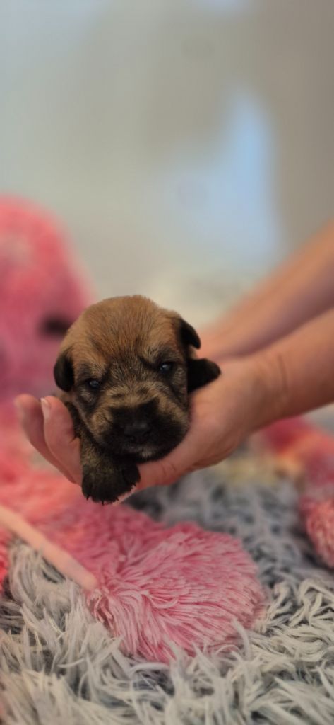 De La Tribu De Dyonaee - Chiots disponibles - Berger de Picardie