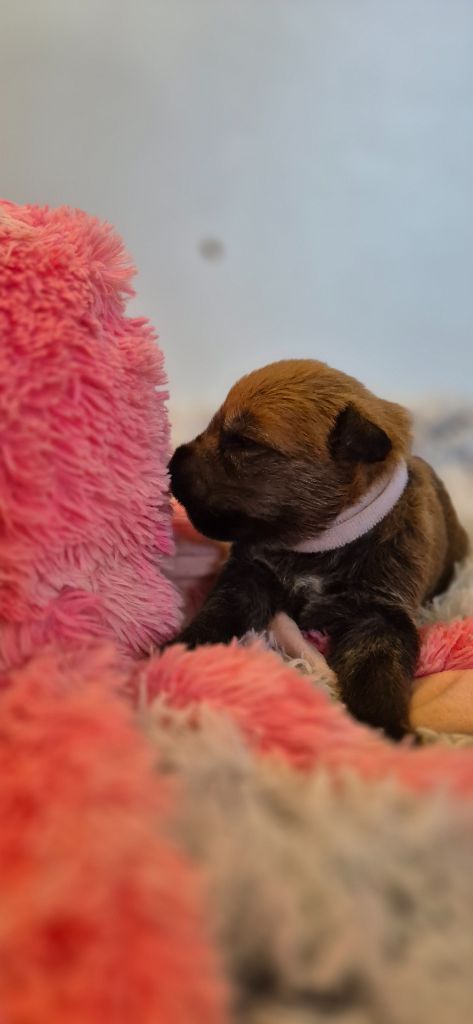 De La Tribu De Dyonaee - Chiots disponibles - Berger de Picardie